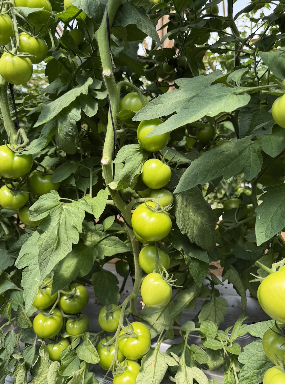 Greenveg - Hortalizas Frescas de Chile | Calidad Superior Todo el Año